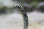 Spotted garden-eel