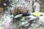 Bicolor cleaner wrasse