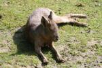 Patagonian mara