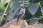 Bank myna