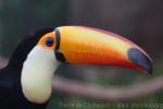 Toco toucan