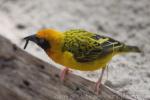 Speke's weaver