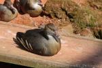 Plumed whistling-duck