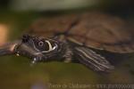 Mississippi Map Turtle