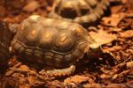 Red-footed tortoise