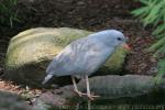 Weltvogelpark Walsrode