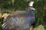 Congo peafowl