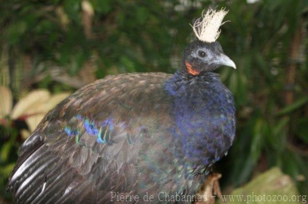 Congo peafowl