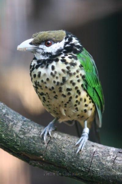 White-eared catbird