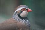 Red-legged partridge