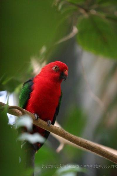 Moluccan king-parrot