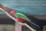 Papuan king-parrot