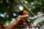 Scarlet-headed blackbird