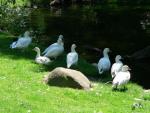 Ross's goose