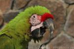 Great green macaw