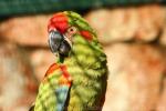 Red-fronted macaw