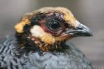 Chestnut-bellied hill-partridge