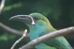 Crimson-rumped toucanet