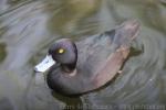 New Zealand scaup