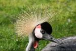 Grey crowned crane