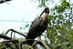 Hadada ibis