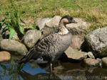 Hawaiian goose