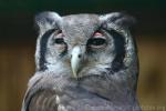 Verreaux's eagle-owl