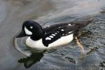 Barrow's goldeneye