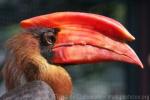 Northern rufous hornbill