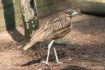 Stone curlew