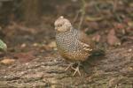 Scaled quail