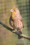 House finch