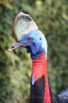 Northern cassowary