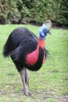 Northern cassowary