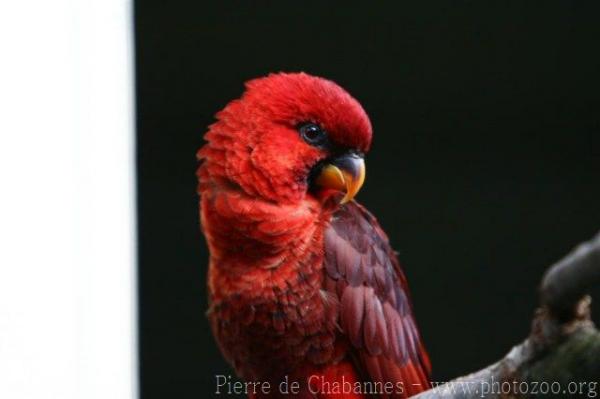 Cardinal lory