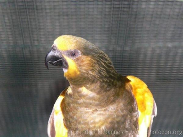 Brown lory