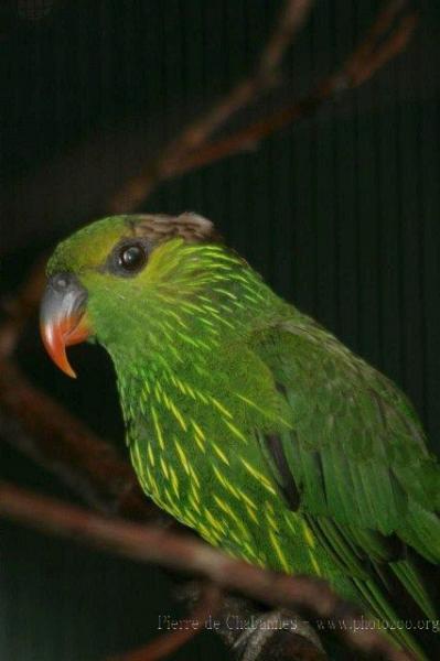 Striated lorikeet *