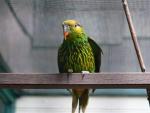 Striated lorikeet *