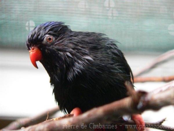 Stella's lorikeet