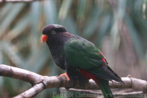 Stella's lorikeet