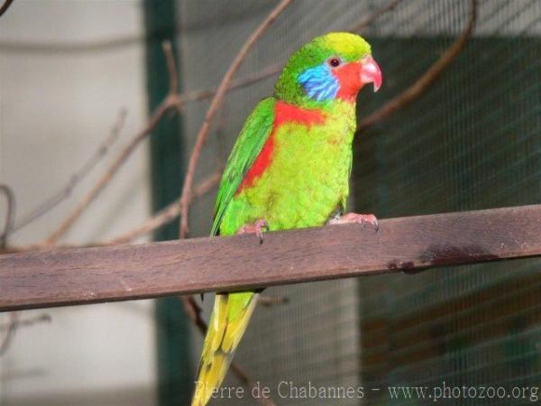 Red-flanked lorikeet