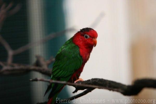 Fairy lorikeet