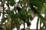 Golden-fronted leafbird