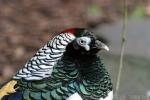 Lady Amherst's pheasant