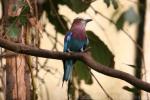 Lilac-breasted roller