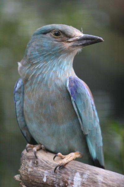 European roller