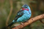 Spangled cotinga