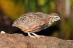 Harlequin quail