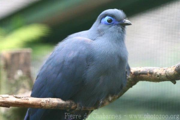 Blue coua