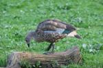 Blue-winged goose